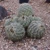 Coryphantha_pycnacantha